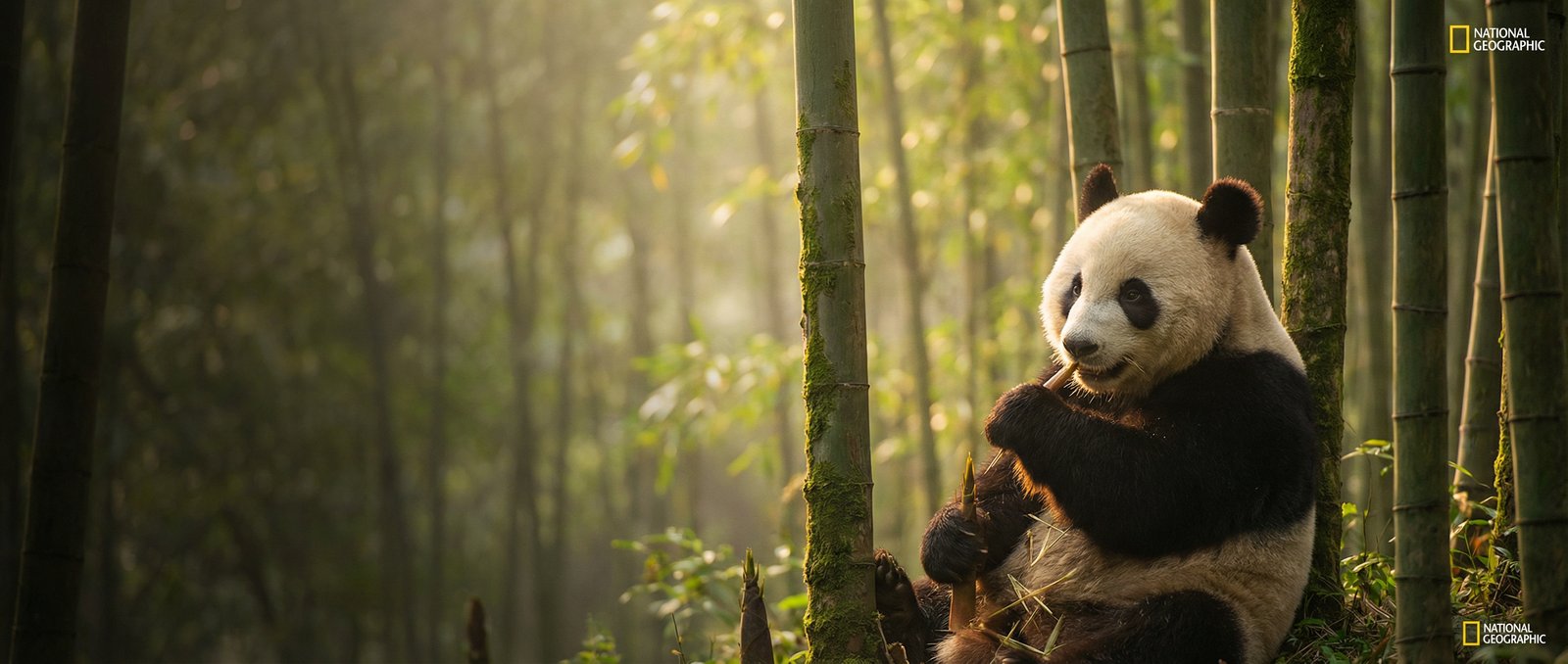 高清无码动物写真与视频社区